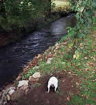 Rosie digs for treasure in the grounds